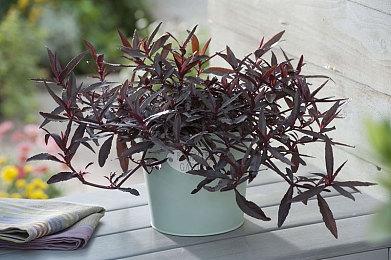 逐梦娱乐圈！《名利游戏》现已登陆主机平台！